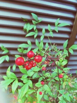 赤い実の植物